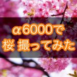 SONY α6000 (主に)単焦点レンズで桜をいろんな撮り方で撮ってみた