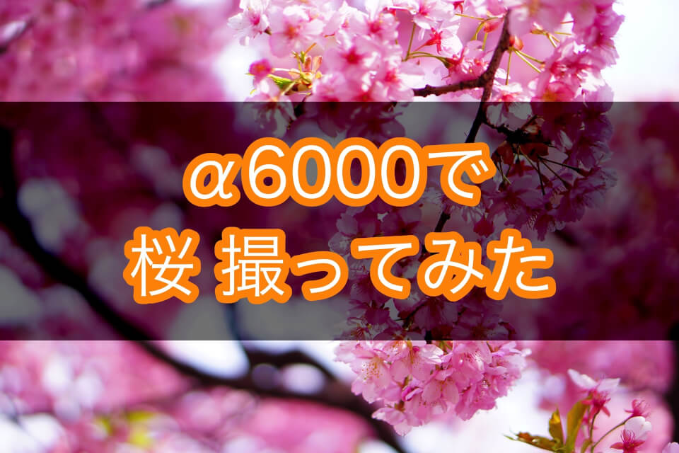 SONY α6000 (主に)単焦点レンズで桜をいろんな撮り方で撮ってみた